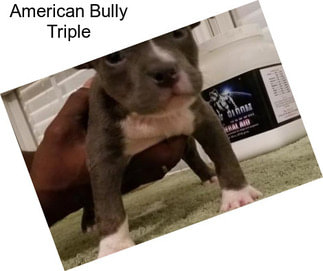 American Bully Triple