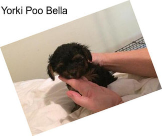 Yorki Poo Bella