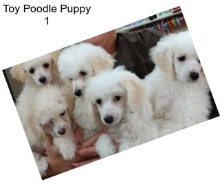 Toy Poodle Puppy 1