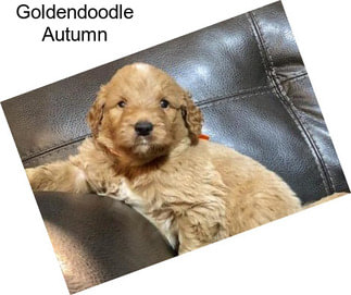 Goldendoodle Autumn