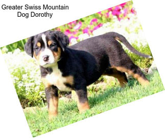 Greater Swiss Mountain Dog Dorothy