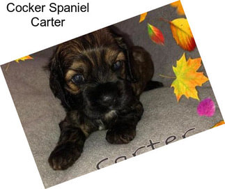 Cocker Spaniel Carter