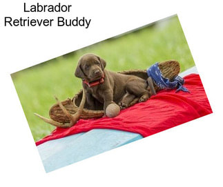Labrador Retriever Buddy