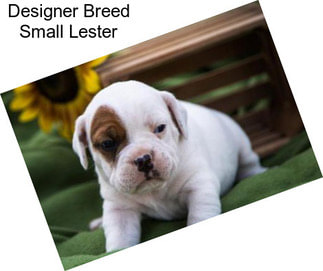 Designer Breed Small Lester