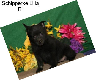 Schipperke Lilia Bl