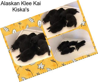 Alaskan Klee Kai Kiska\'s