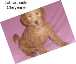 Labradoodle Cheyenne