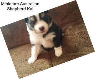 Miniature Australian Shepherd Kai