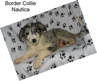 Border Collie Nautica