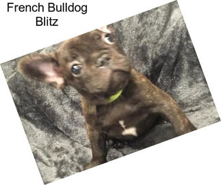 French Bulldog Blitz