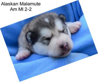 Alaskan Malamute Am Ml 2-2