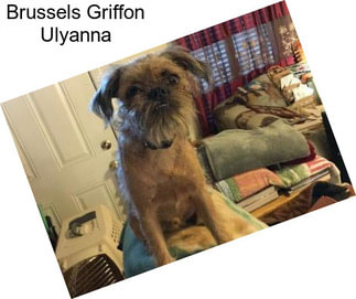 Brussels Griffon Ulyanna