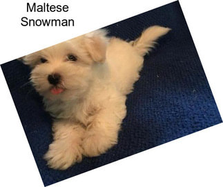 Maltese Snowman