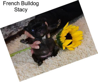 French Bulldog Stacy