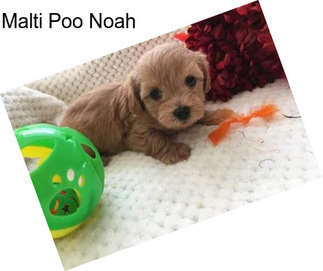 Malti Poo Noah