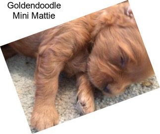 Goldendoodle Mini Mattie
