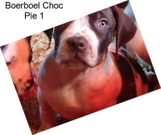 Boerboel Choc Pie 1