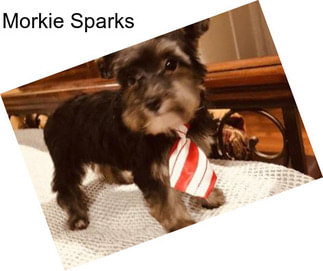 Morkie Sparks