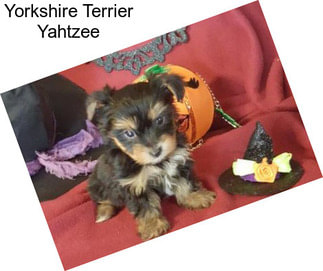 Yorkshire Terrier Yahtzee