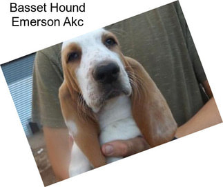 Basset Hound Emerson Akc