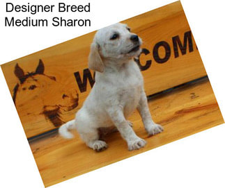 Designer Breed Medium Sharon