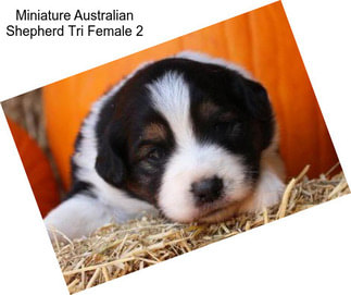 Miniature Australian Shepherd Tri Female 2