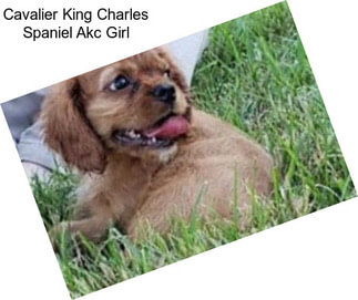 Cavalier King Charles Spaniel Akc Girl