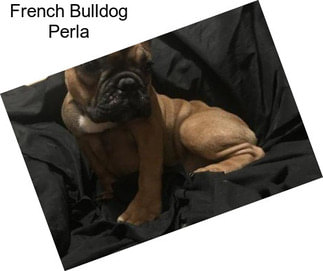 French Bulldog Perla