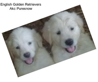 English Golden Retrievers Akc Puresnow