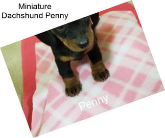 Miniature Dachshund Penny