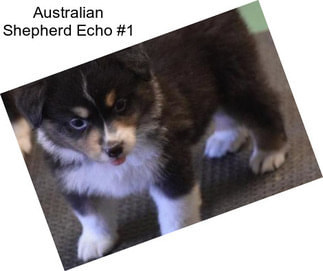 Australian Shepherd Echo #1