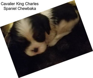 Cavalier King Charles Spaniel Chewbaka