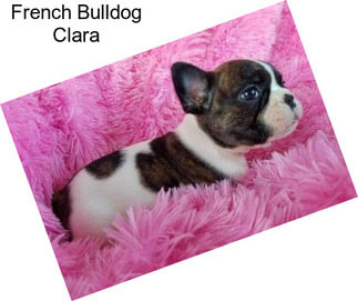 French Bulldog Clara