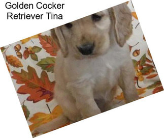 Golden Cocker Retriever Tina
