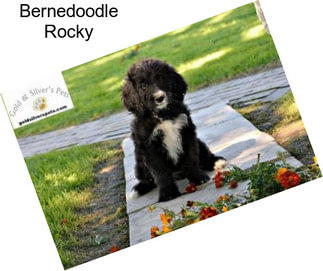 Bernedoodle Rocky