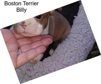 Boston Terrier Billy