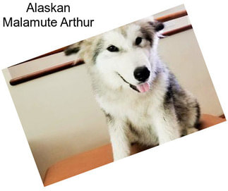 Alaskan Malamute Arthur