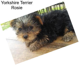 Yorkshire Terrier Rosie