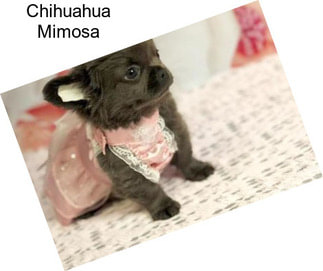 Chihuahua Mimosa