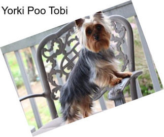 Yorki Poo Tobi