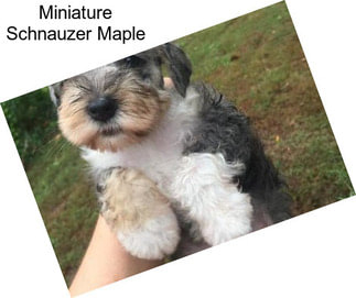 Miniature Schnauzer Maple