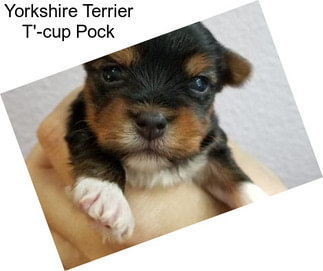 Yorkshire Terrier T\'-cup Pock