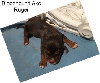 Bloodhound Akc Ruger