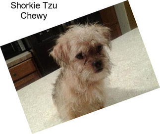 Shorkie Tzu Chewy