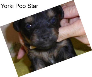 Yorki Poo Star