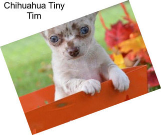 Chihuahua Tiny Tim