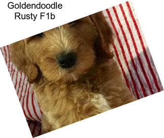 Goldendoodle Rusty F1b