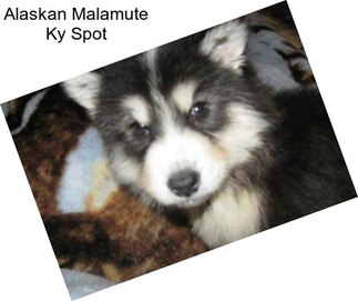 Alaskan Malamute Ky Spot