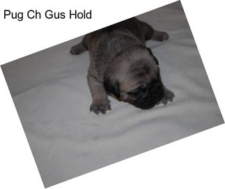 Pug Ch Gus Hold