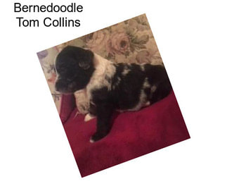 Bernedoodle Tom Collins